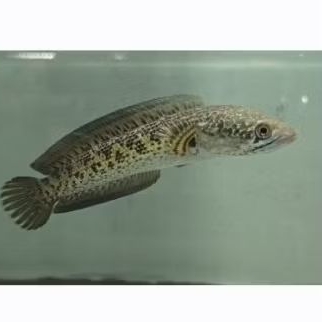 auranti gondrong 17cm cb pulosari super +++