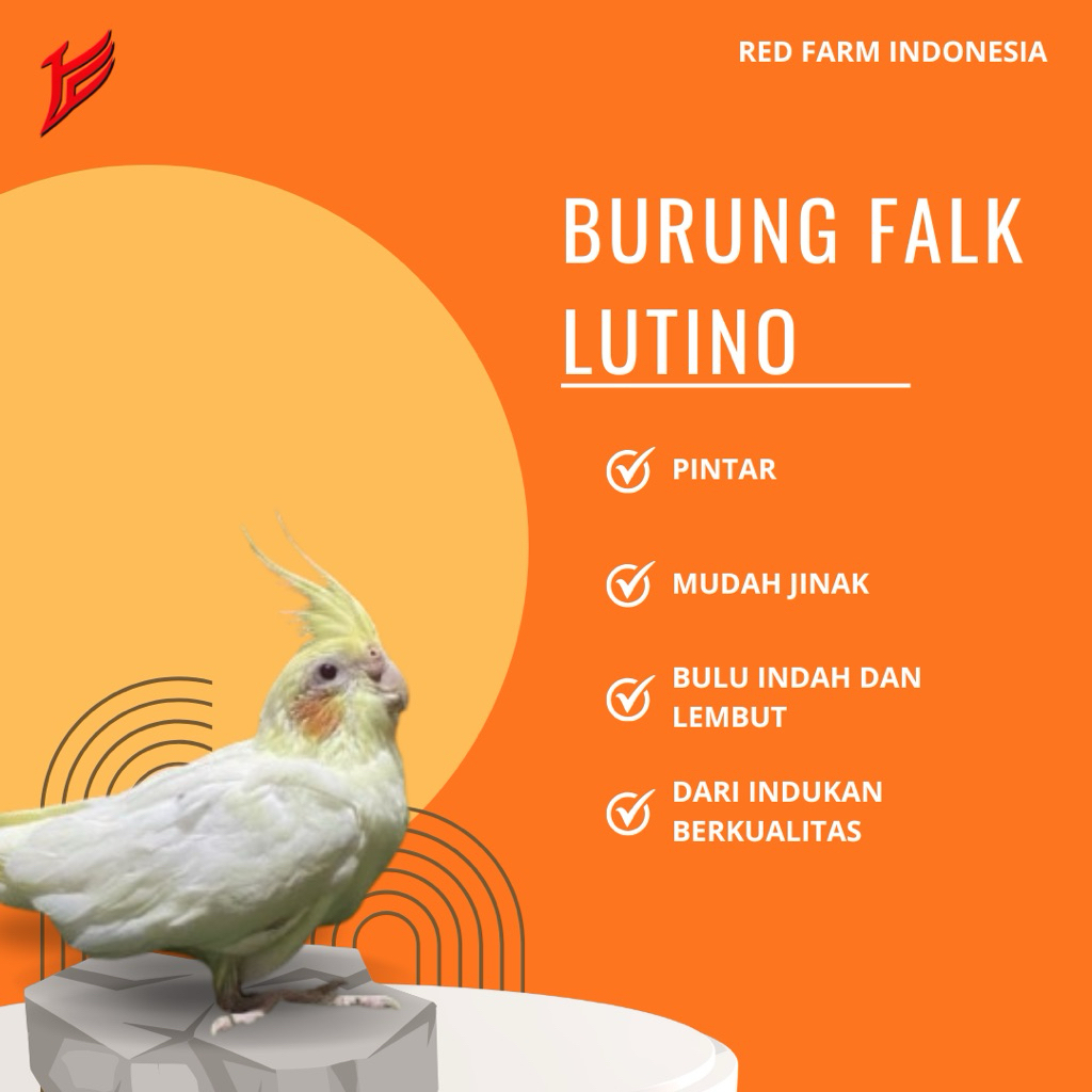 [AKSESORIS] Falk Lutino