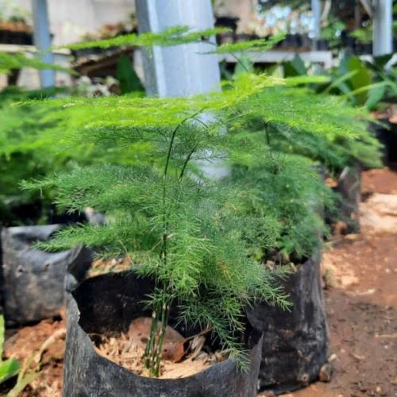 Bibit Cemara Asparagus Tinggi 20–30 cm | Tanaman Hias Rimbun Siap Tanam