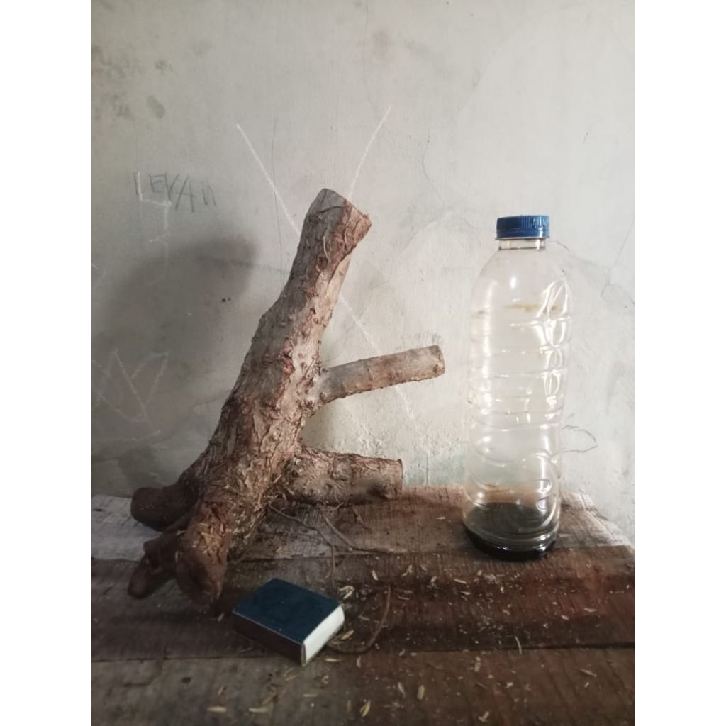 bahan bonsai santigi #1 | santigi | santigi karang |bonsai