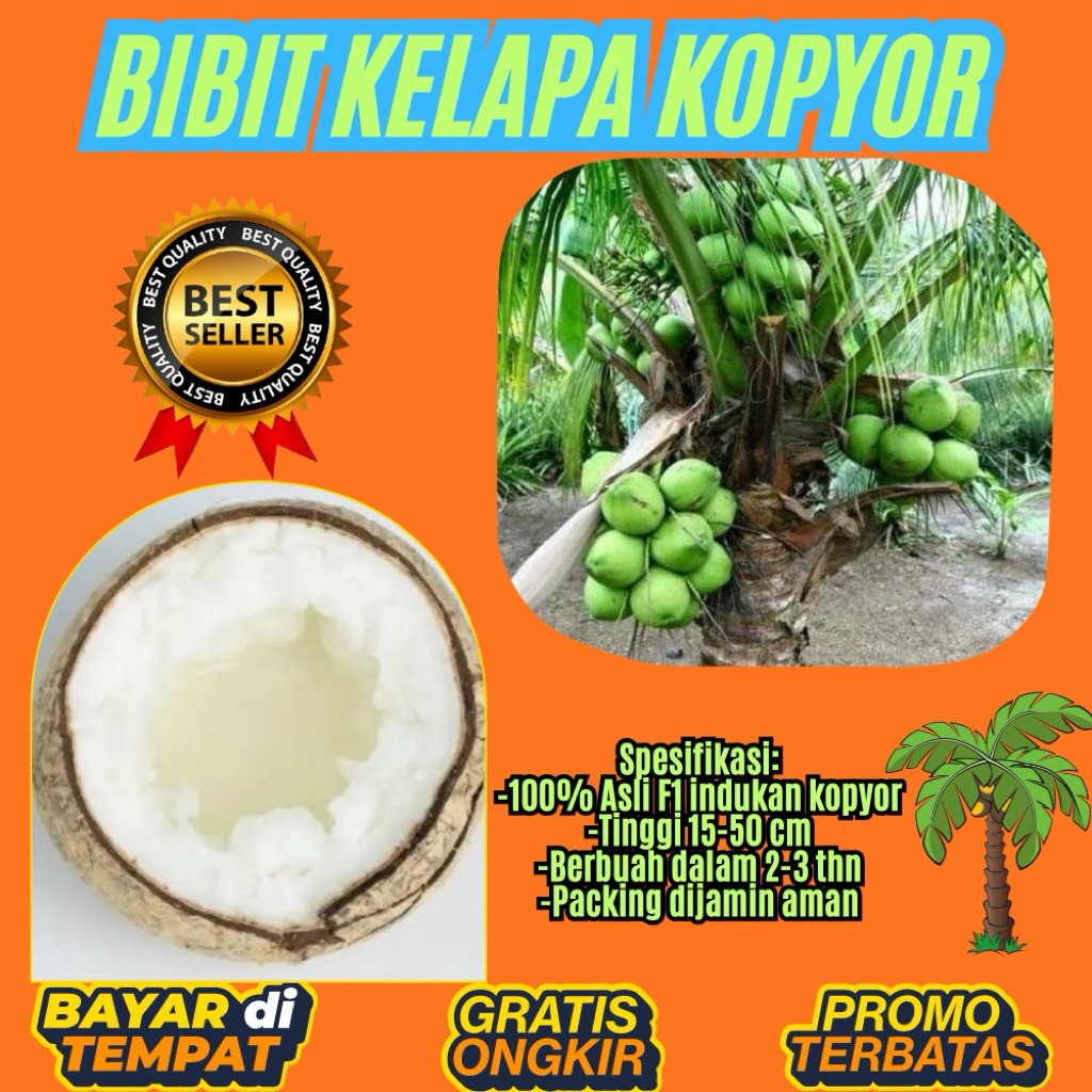 KUALITAS UNGGULAN  Bibit Kelapa Kopyor Madu, Bibit Kelapa Kopyor Super, Bibit Kelapa Kopyor Terdekat