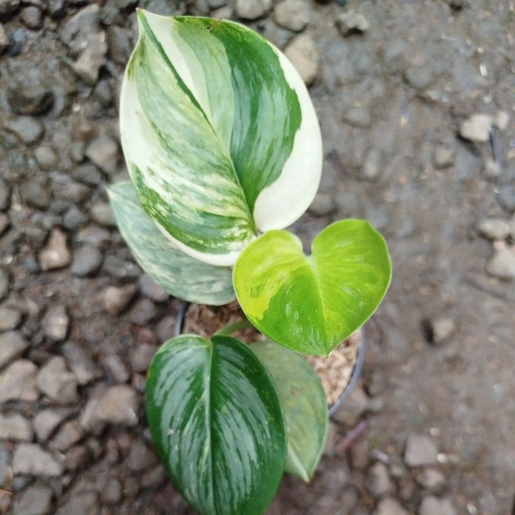 Tanaman Scindapsus Rubicon Variegata