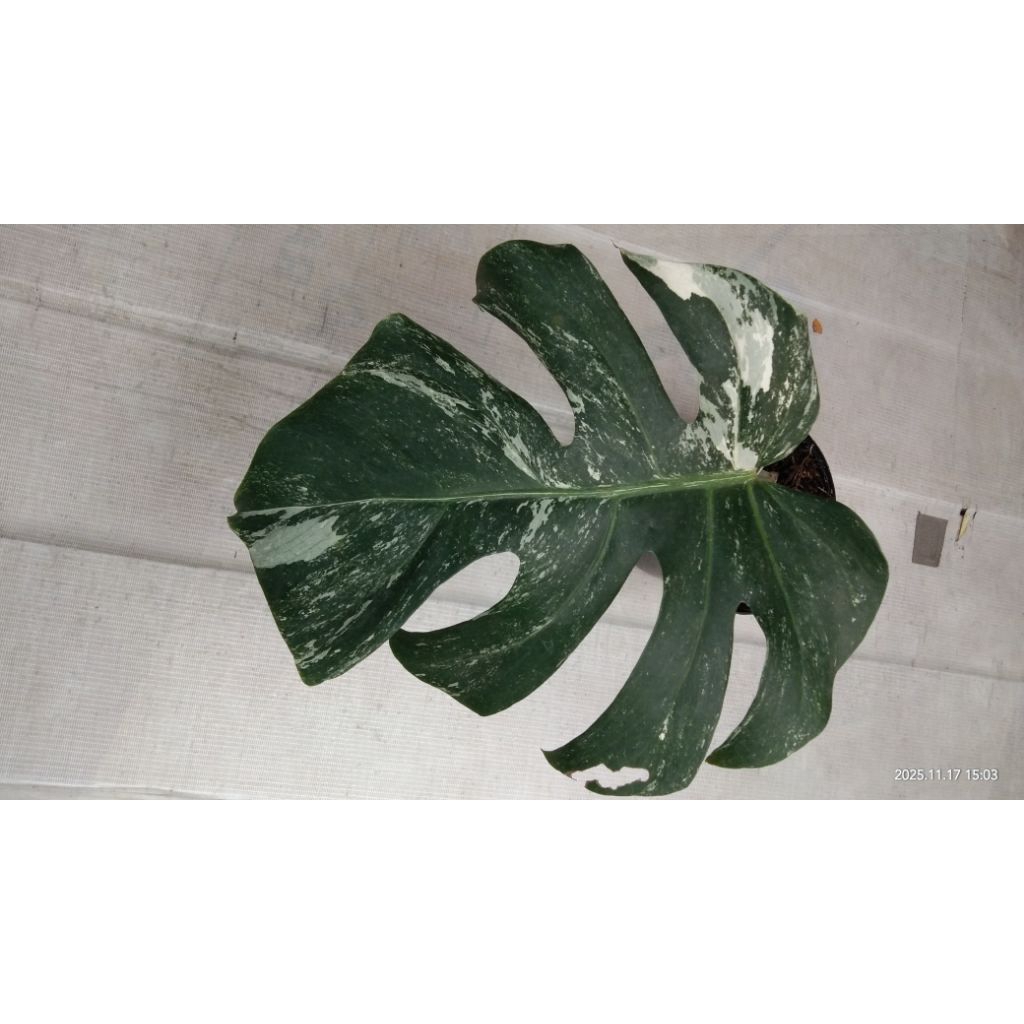 monvar marble 1daun pancing 1matun