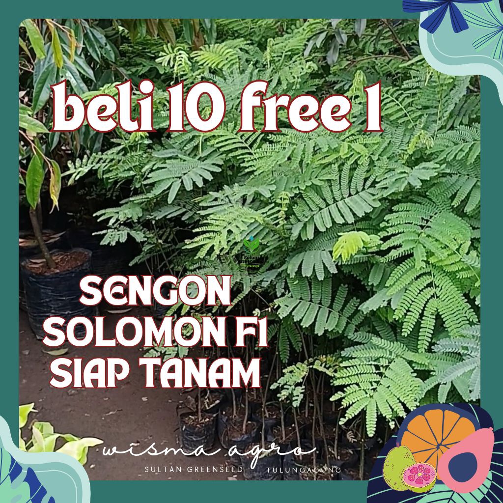 sengon solomon F1 , bibit pohon sengon ori