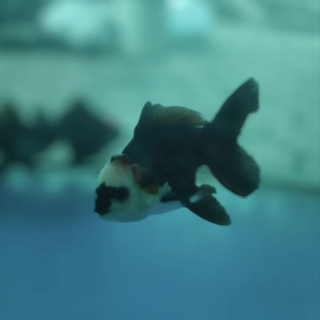 ikan maskoki oranda panda goldfish grade A