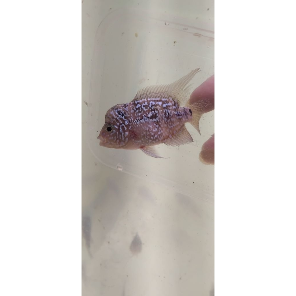 hiasan bahan progres kualitas A louhan kamfa