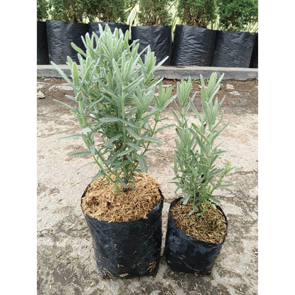 BUNGA LAVENDER PRANCIS ASLI BUNGA LAVANDULA DENTATA LAVENDER PENGUSIR NYAMUK ASLI