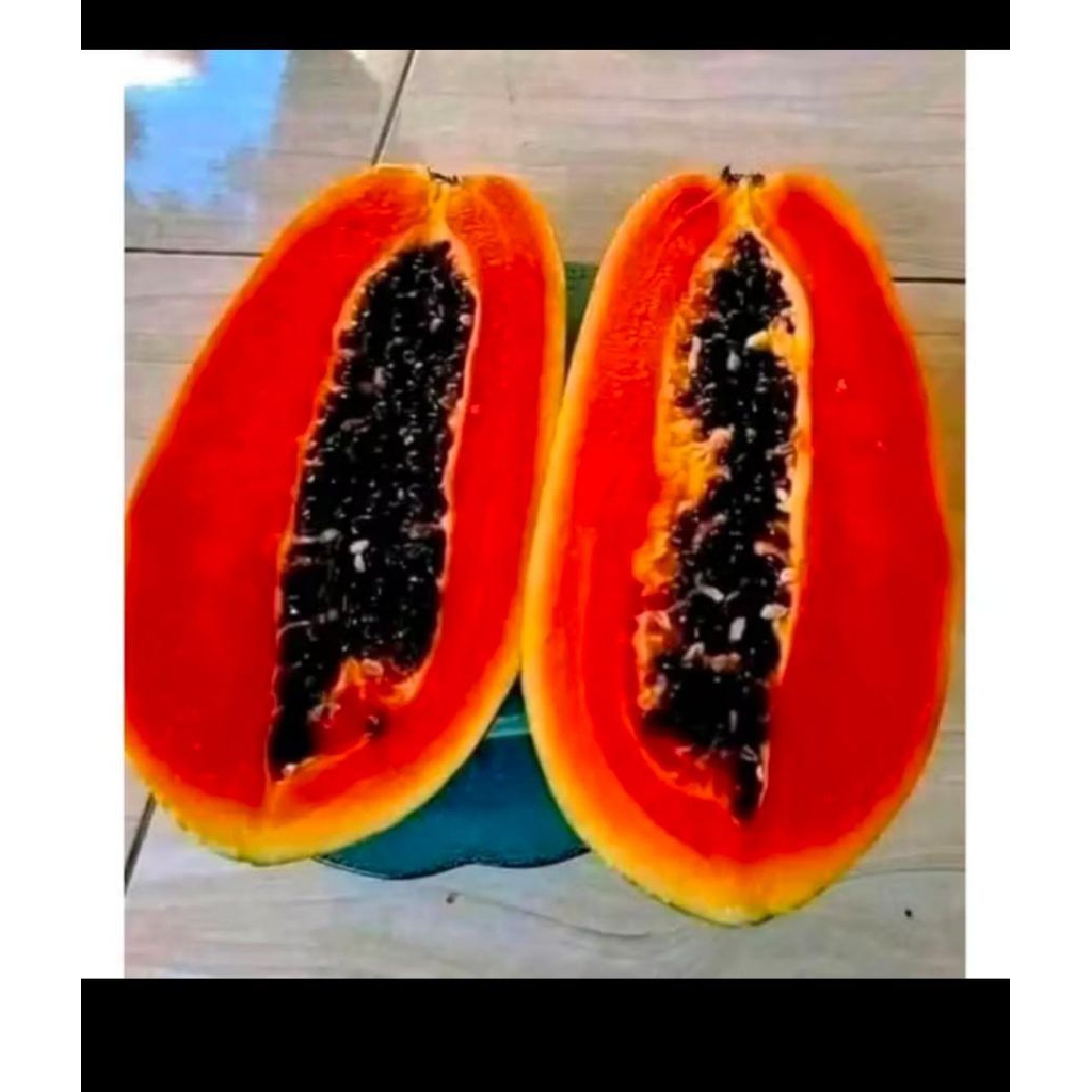 Benih pepaya California IPB-9 asli lokal unggulan premium terbaik