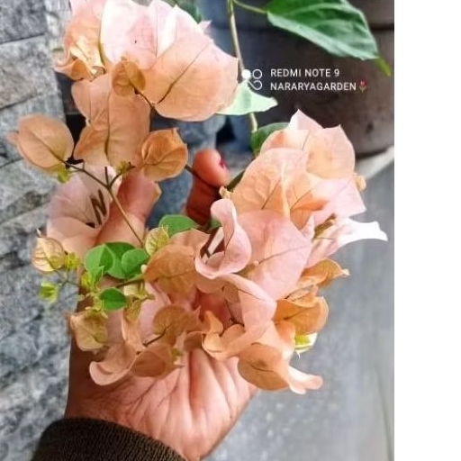 Bugenvil Citra Krem ORIGINAL