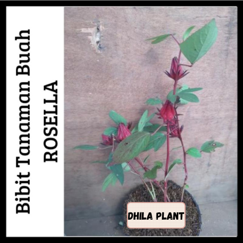 Rosella-tanaman rosella-bibit rosella kondisi siap berbuah