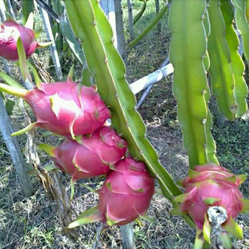 bibit buah naga merah jumbo 3 biji