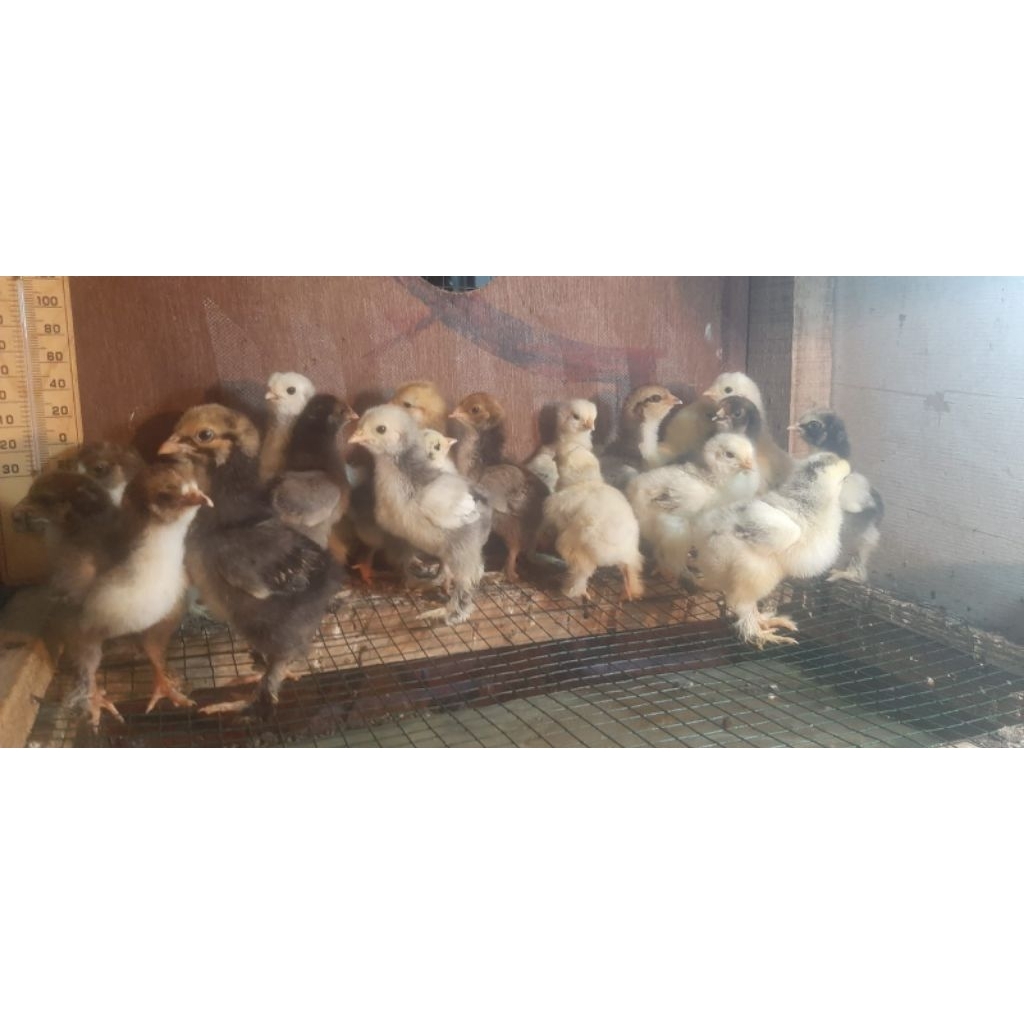 ayam hias Brahma - ayam Brahma - ayam Brahma asli