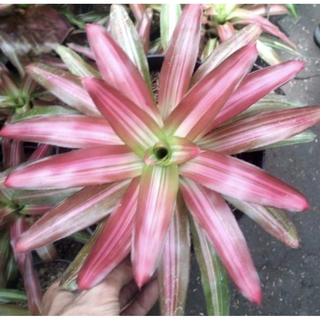Tanaman Hias Indoor Bromelia Three Colour Pohon Bromelia Tricolor