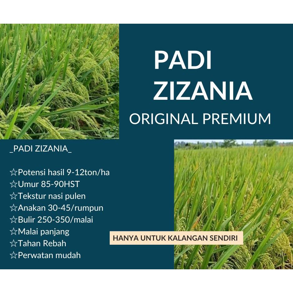 Bibit Benih Padi ZIZANIA ORIGINAL Kemasan 5 Kg