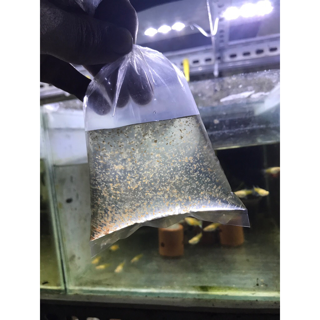 kutu air daphnia Magna Stater budidaya kutir Daphnia magna