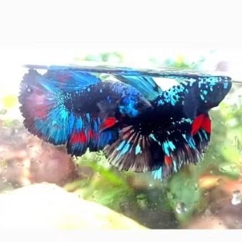 HM Avatar hiasan kamar