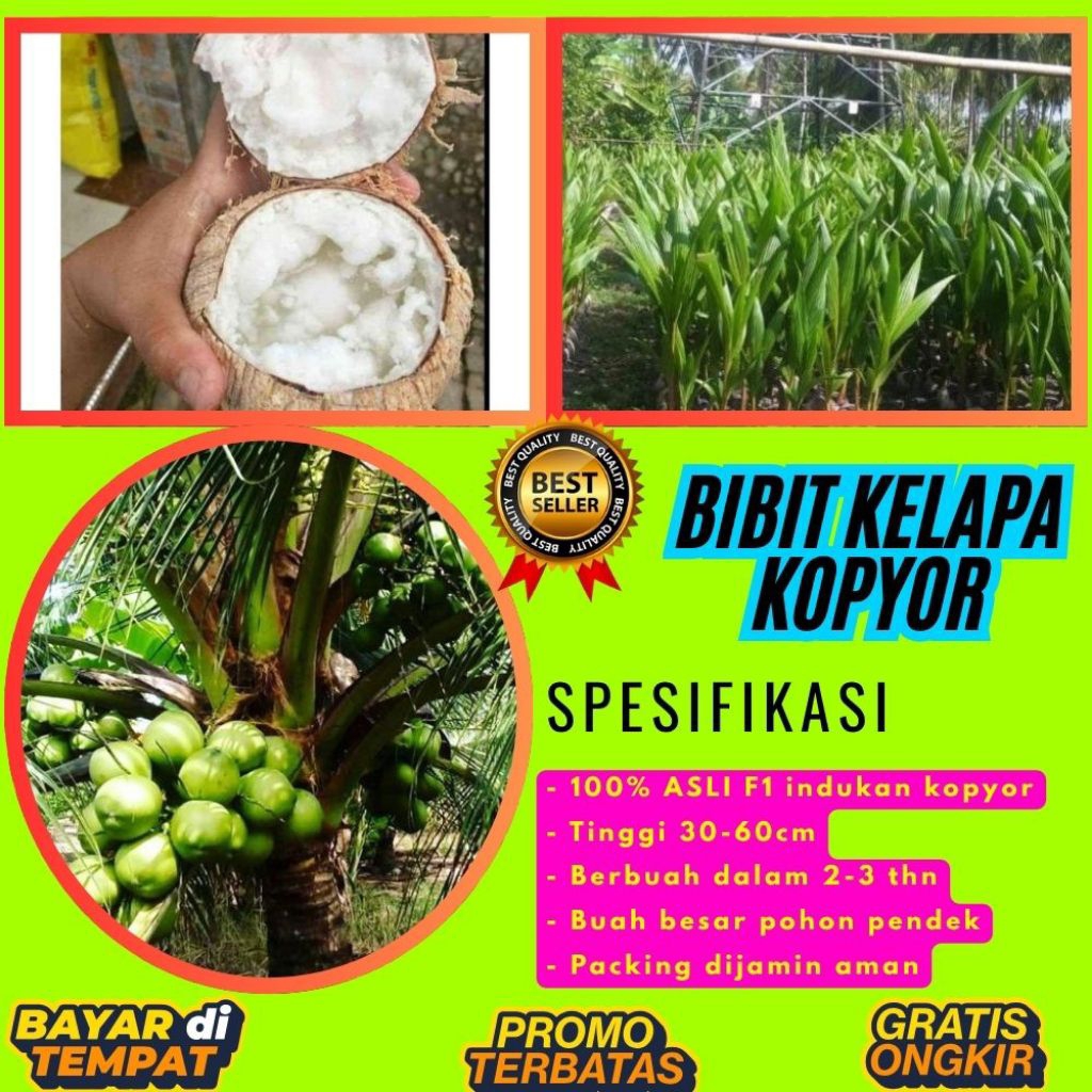 DIJAMIN ASLI  Pohon Kelapa Kopyor Kultur Jaringan, Pohon Kelapa Kopyor Madu, Pohon Kelapa Kopyor Sup