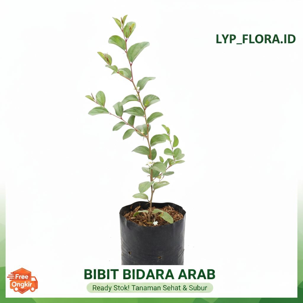 Tanaman Bidara Arab Tinggi 30-40cm Tanaman Bidara Arab Asli Rimbun Siap Tanam