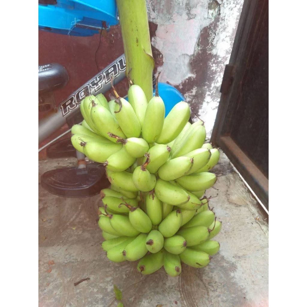 pisang mas persisir 4sisir