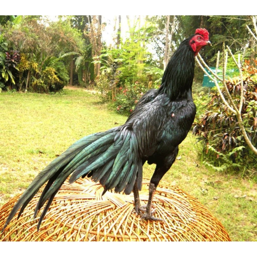 Paket hemat 5 Telur Tetas Ayam Bangkok Thailand Ekor Lidi Larkumbang Fertil untuk ditetaskan