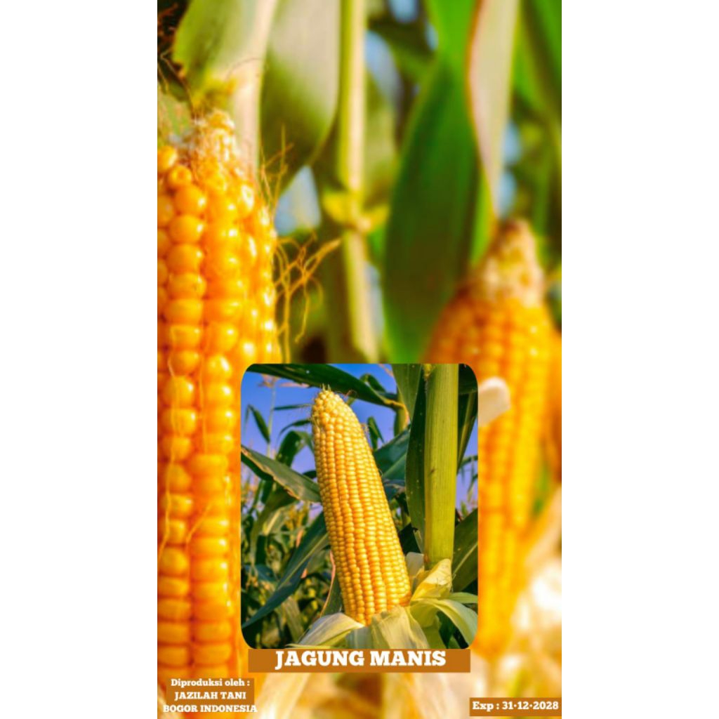 Benih Jagung MANIS Golden
