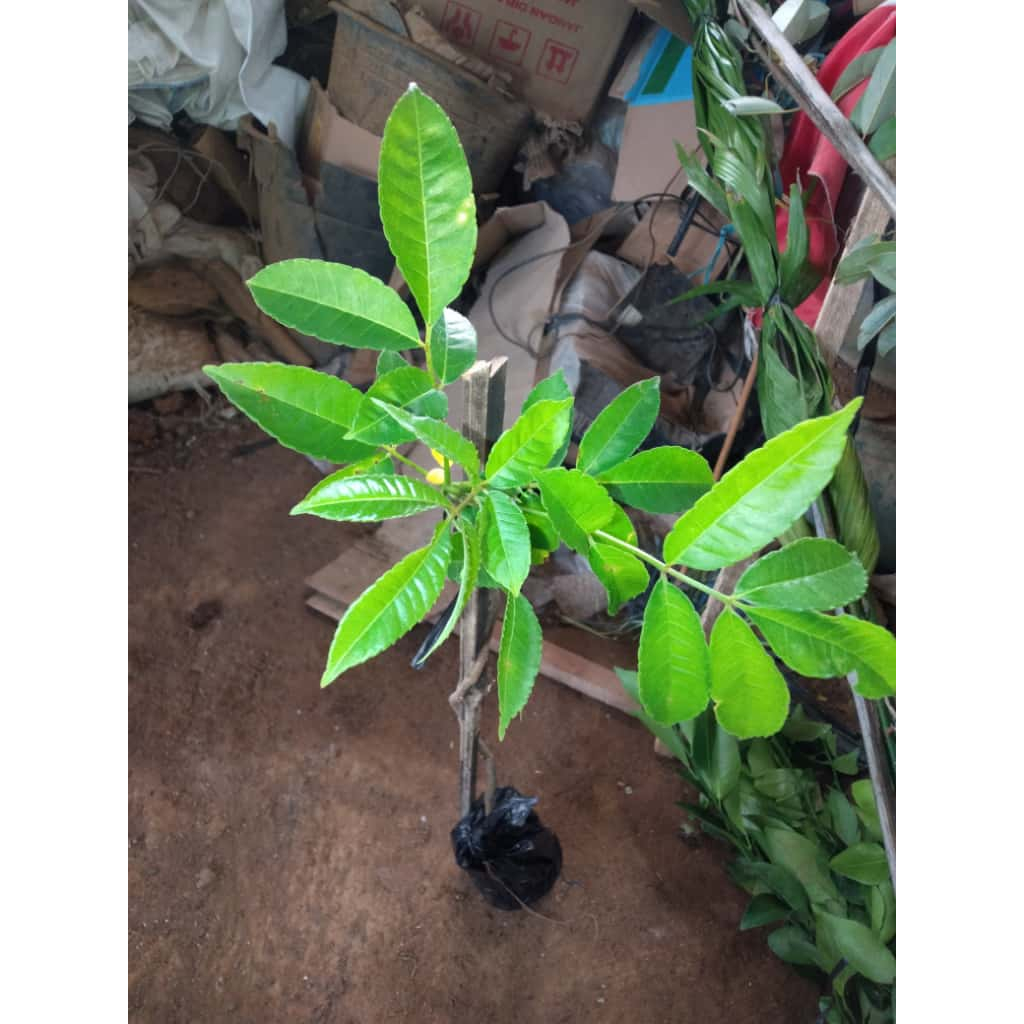 Bibit Tanaman Kedondong Hutan - Bisa Jadi Tanaman Peneduh - Banyak Manfaatnya