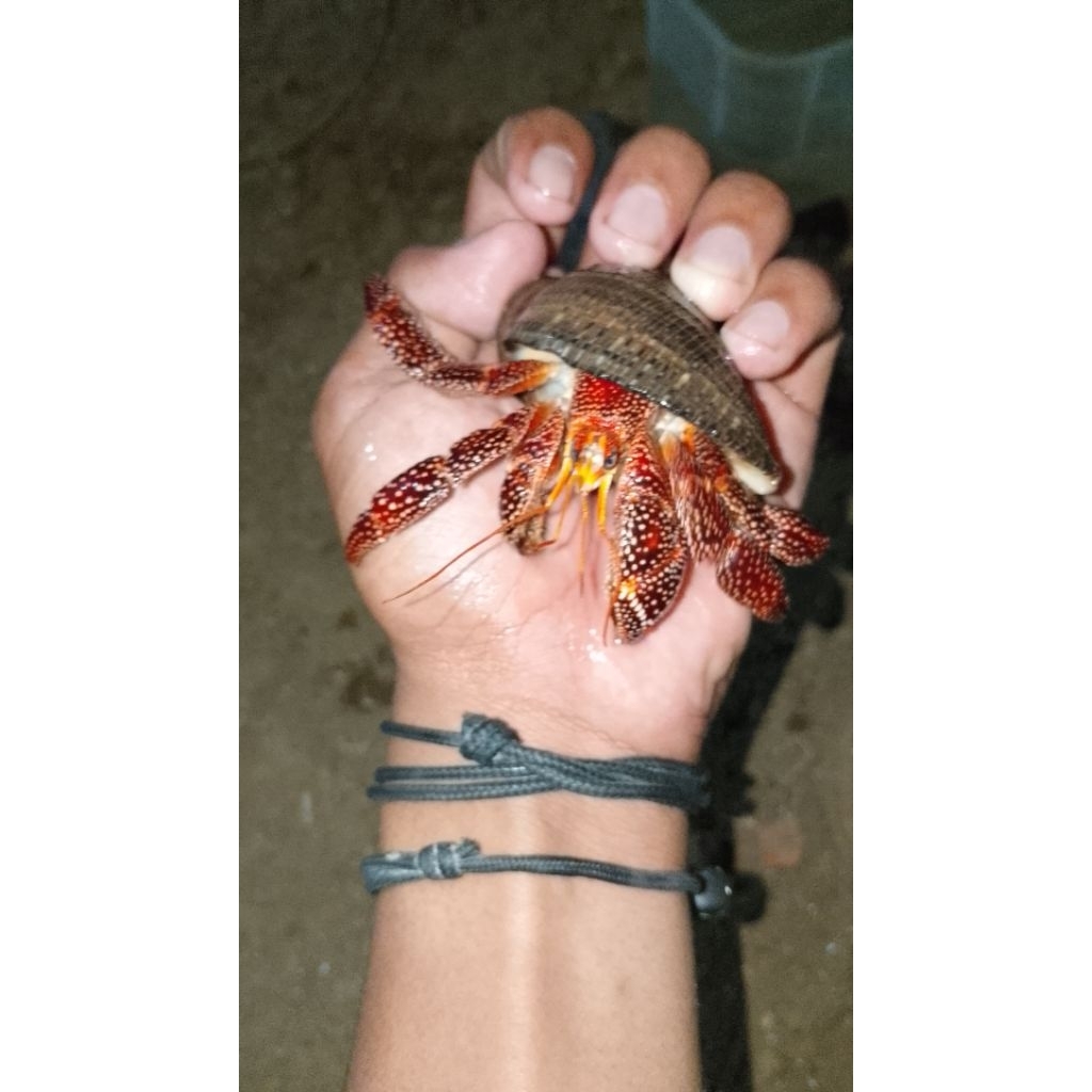 hiasan meja kelomang dack perlatus ukuran 9cm