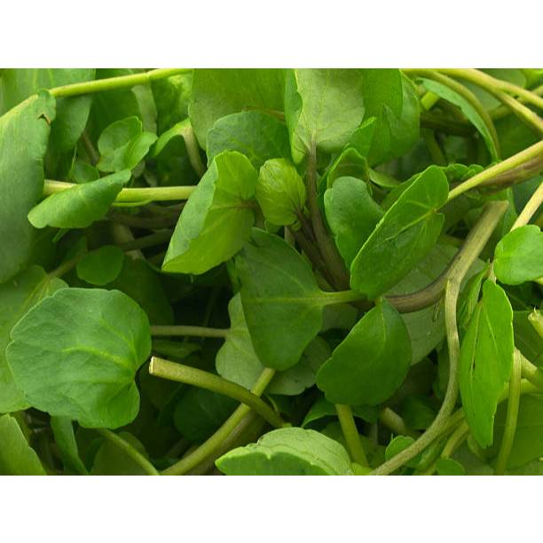 SUBUR BIBIT SELADA AIR