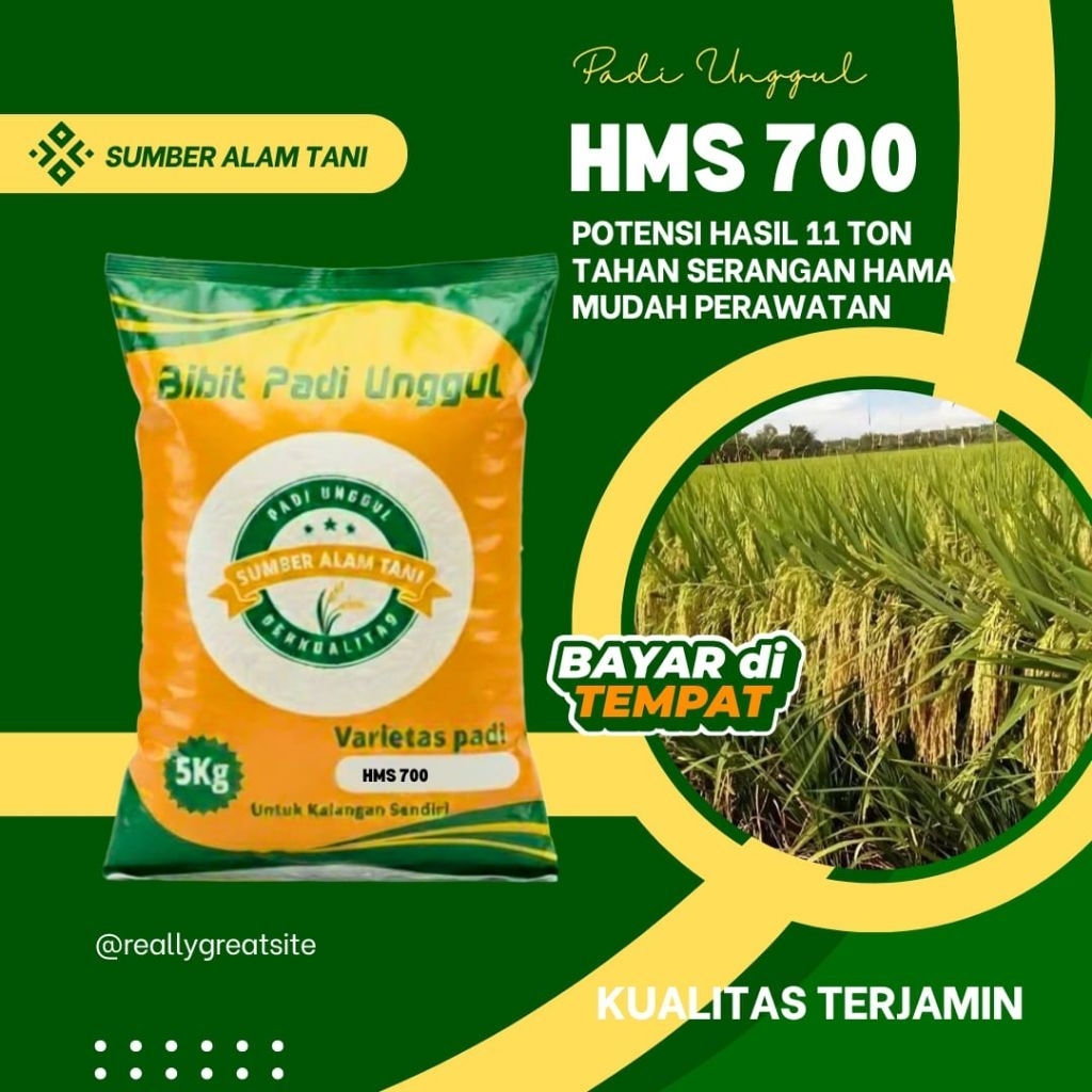 Bibit Padi unggul HMS 700 kemasan 5kg