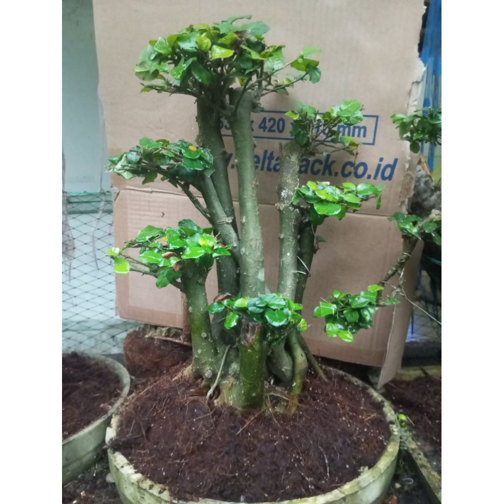 bonsai sudah hidup bonsai ki rombeng bonsai serut lanang