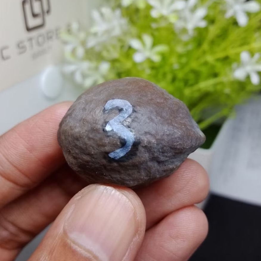 Muncang Adu Jalim Gurame Jr kode 3