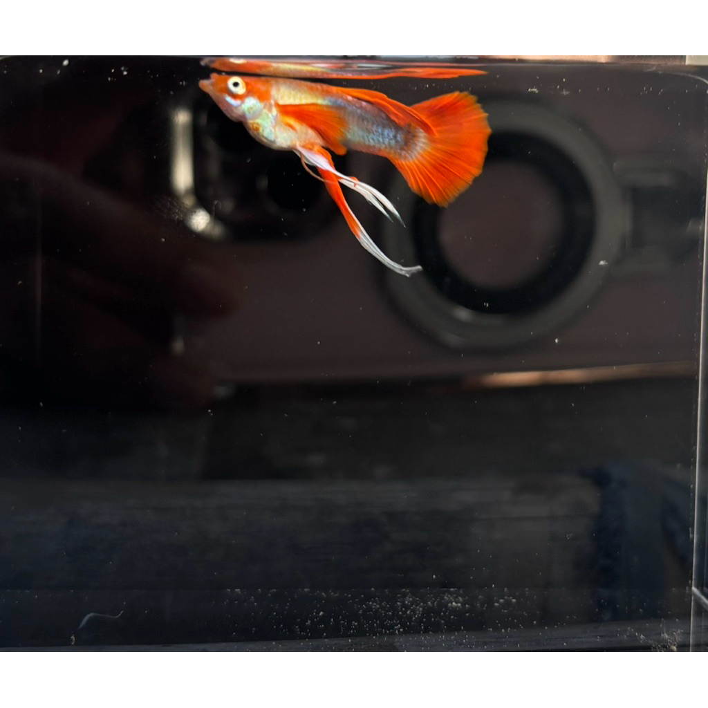 Guppy tuxedo koi blonde ribbon (sepasang)