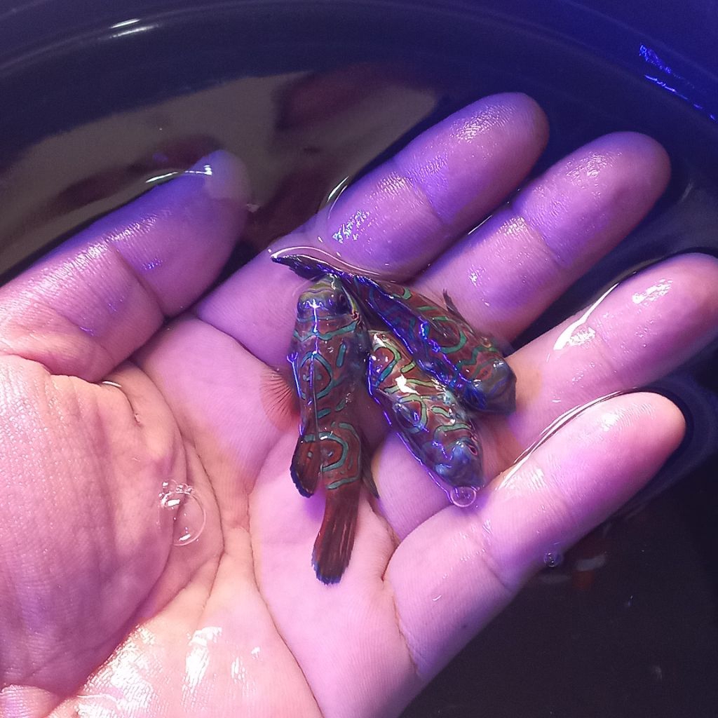 ikan hias air laut mandarin