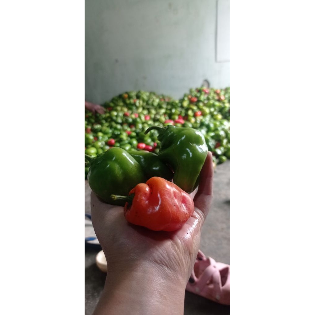 cabe bandung/cabe gendot