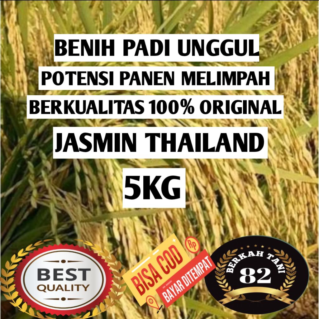 BENIH PADI JASMINE THAILAND BENIH PADI UNGGUL BERKUALITAS ORI 5KG