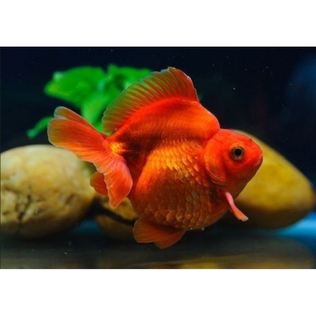 Minyak Ikan Ryukin Full Red Punuk Unta Berkualitas Size (M)