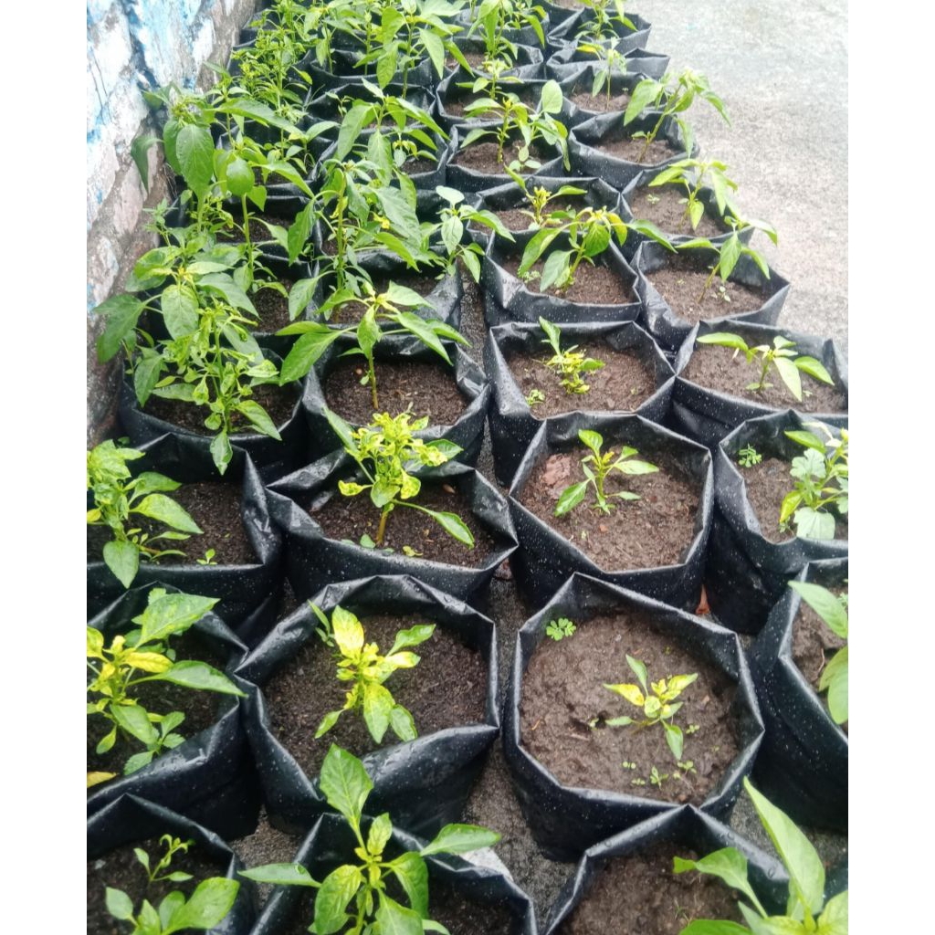 BIBIT CABAI DOMBA 100%