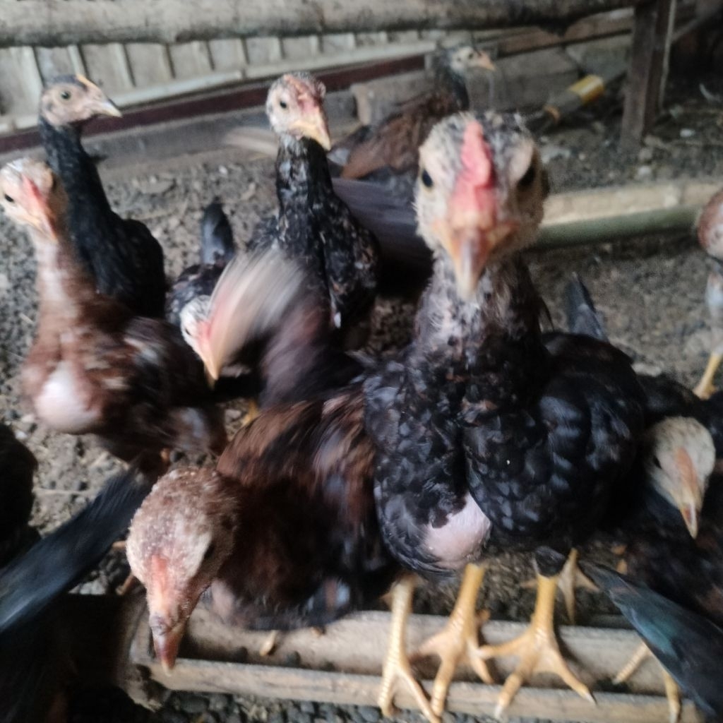 Ayam Kub 2 Janaka Galur Murni