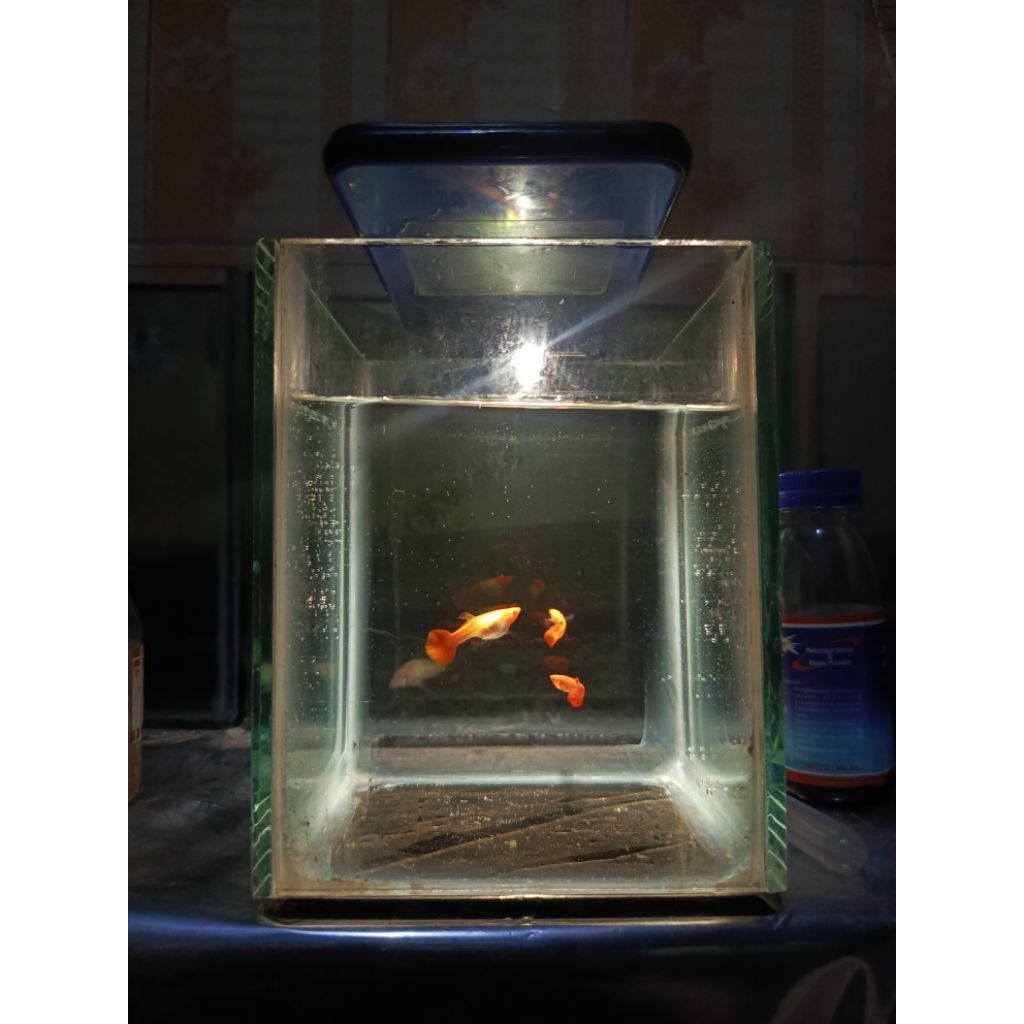 Hiasan aquarium guppy albino snakeskin rt