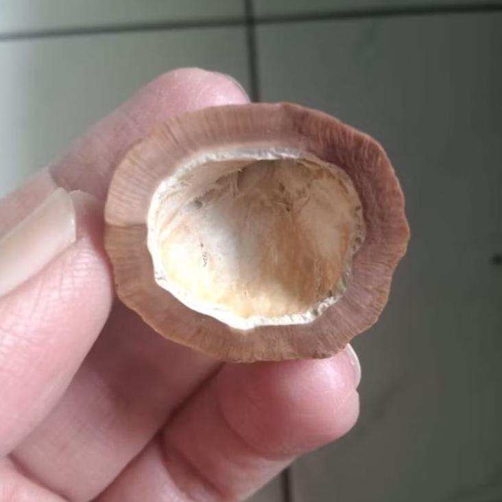 Kemiri Adu Muncang Adu Mayit Asmat Extreme Urgen Terkecil Sedunia