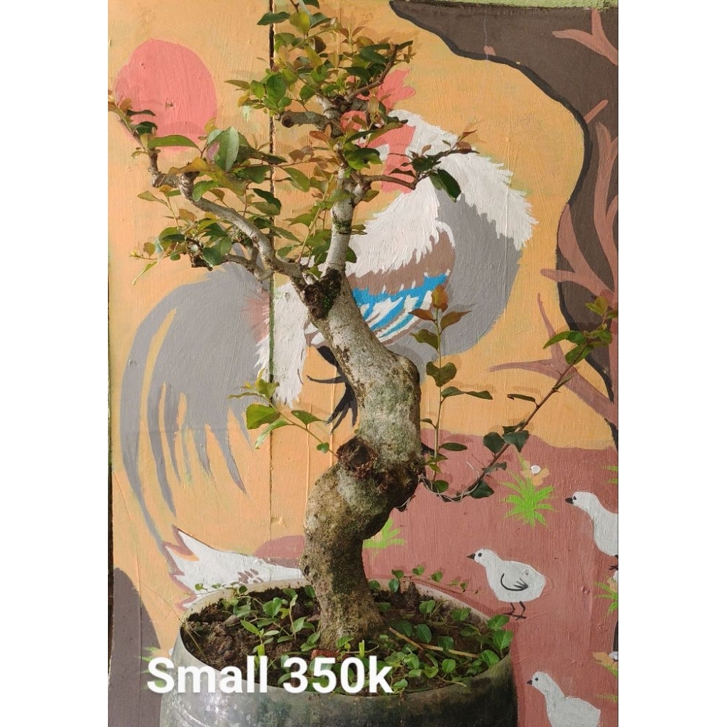 Bonsai jadi siap pajang Bonsai Rukam rukem