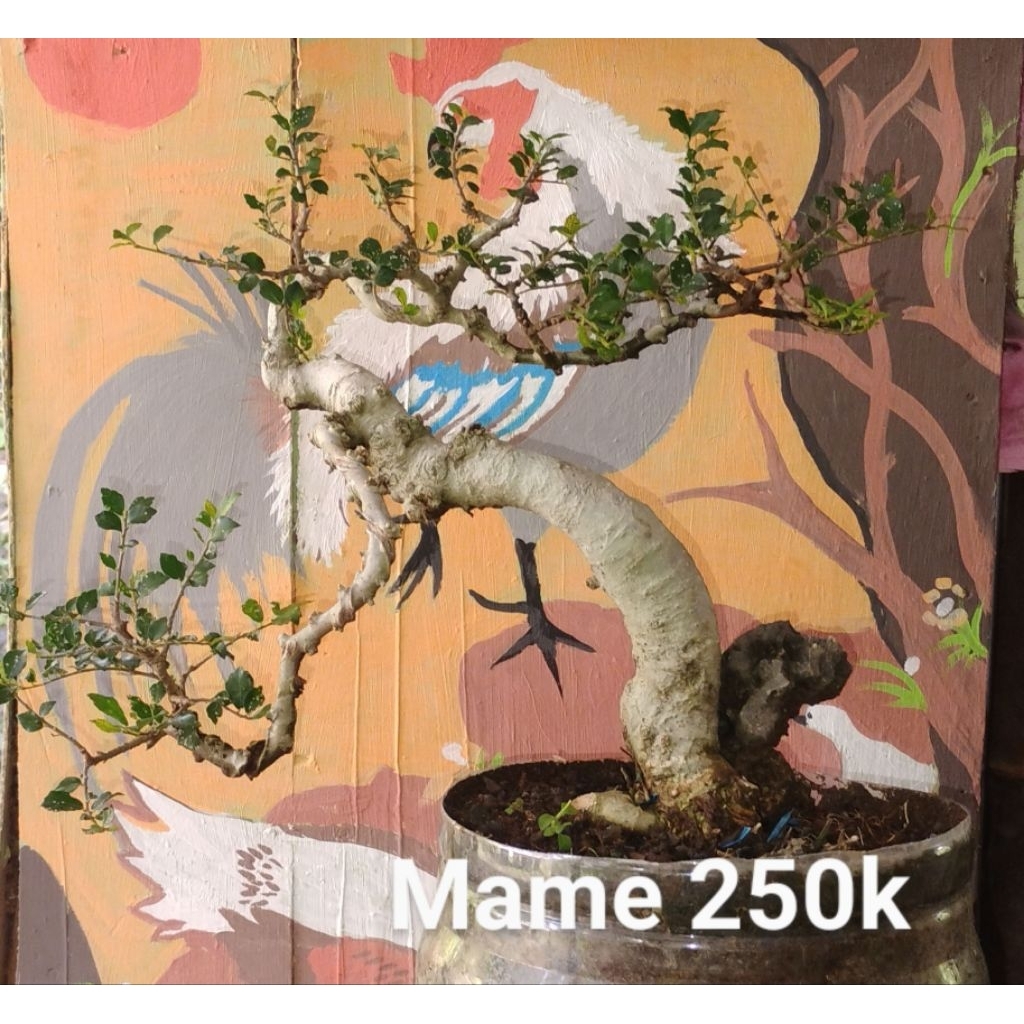 Bonsai jadi siap pajang serut
