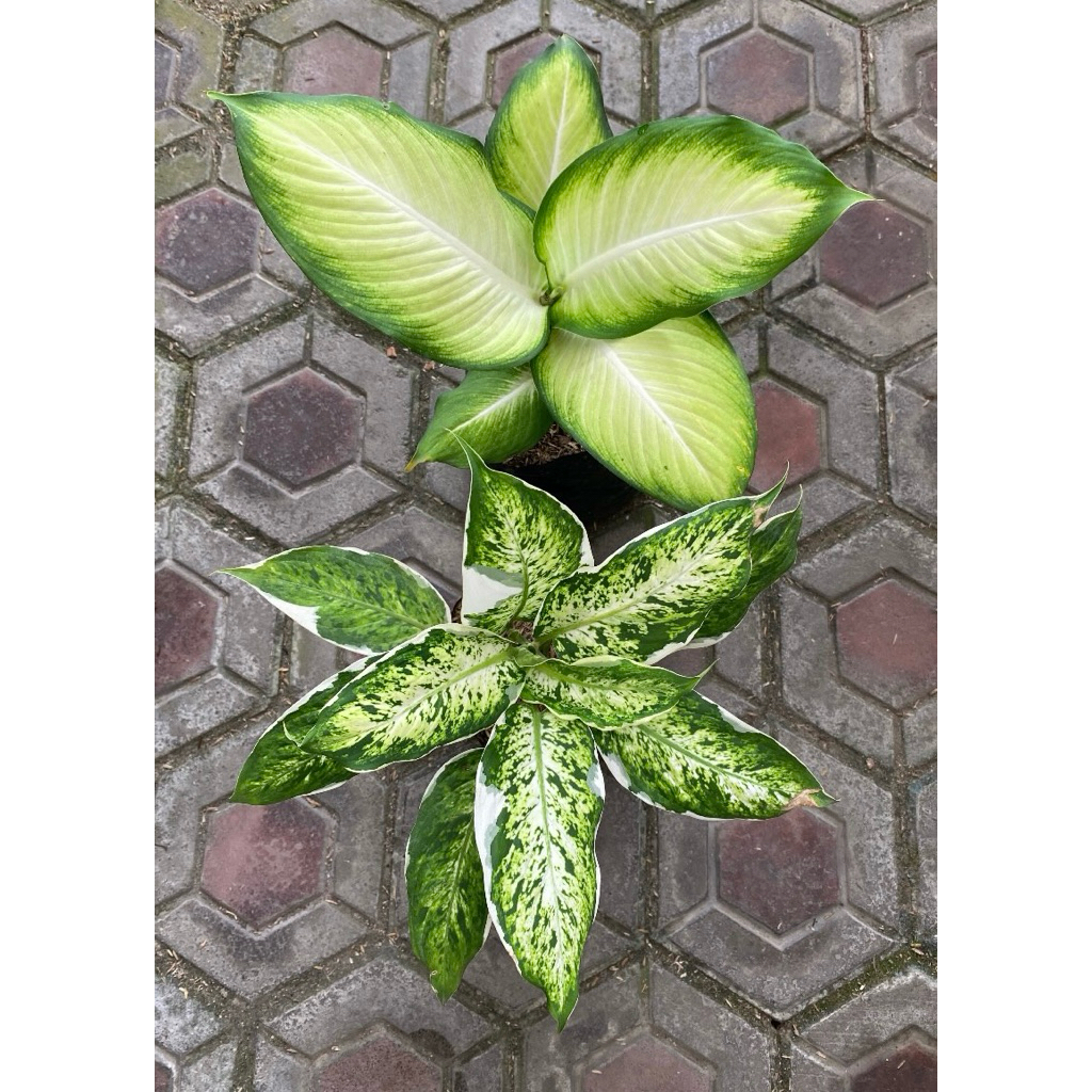 Diven tisu tanaman - tanaman hias diven lukisan cinta - tanaman murah