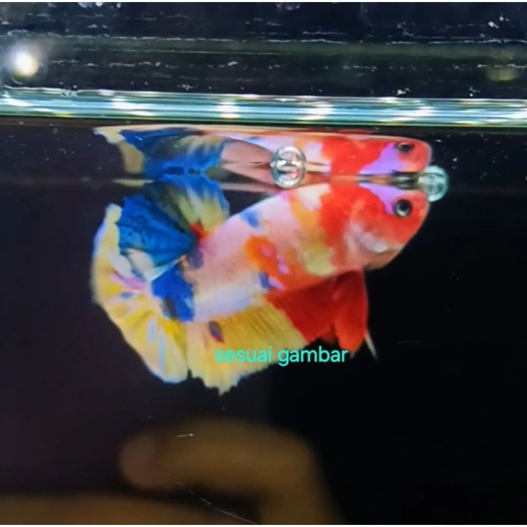 cupang candy gold rainbow