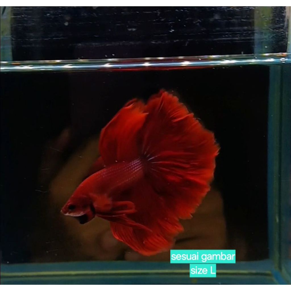 Cupang Halfmoon Super Red