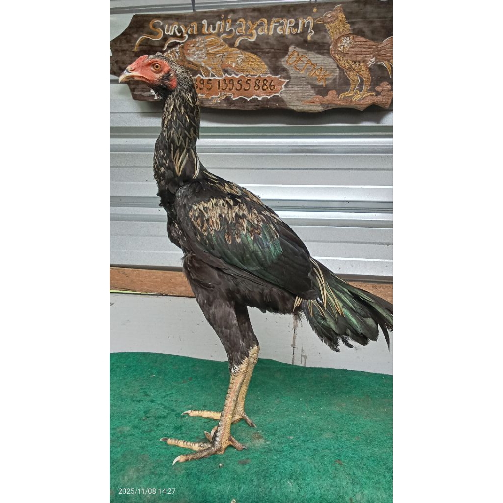 Koyngon 4 Bulan Calon Istimewa