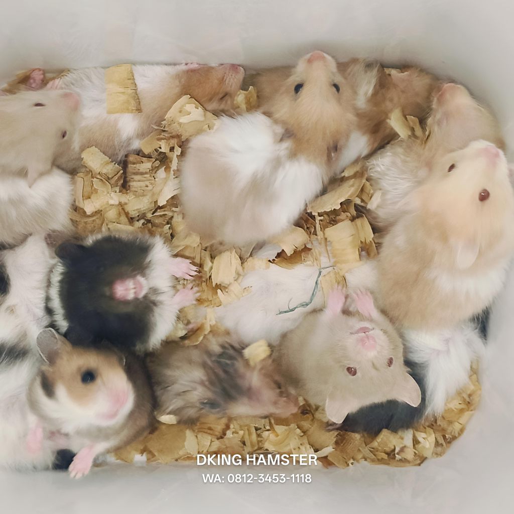 Hamster Syrian Termurah / Hamster Sehat Jinak Gembul Hewan Peliharaan Bestseller