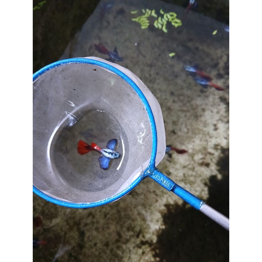 HHIASAN AKUARIUM GUPPY GUPY PRTDE TOP GRADE