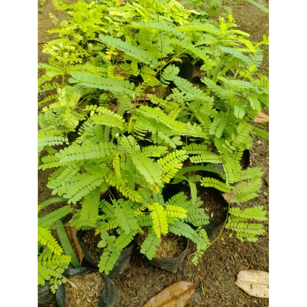 (BISA COD) Tanaman Herbal pohon saga / pohon saga herbal / Daun saga