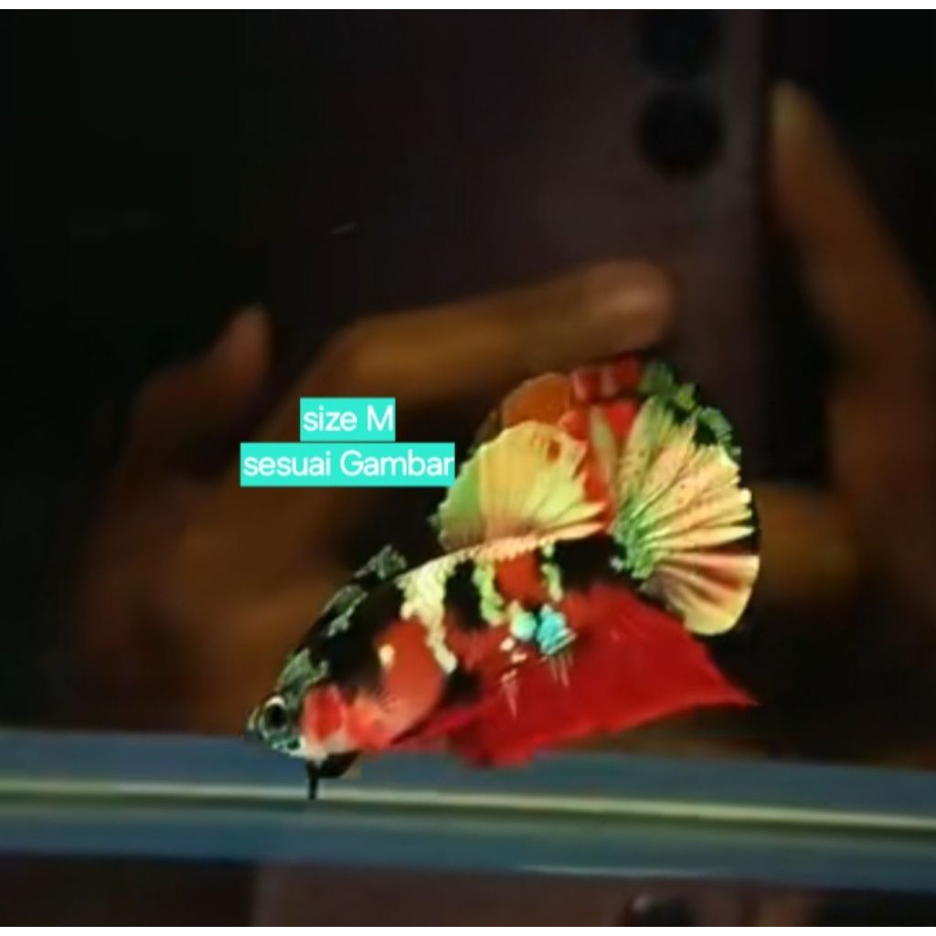 Cupang Red Koi Copper